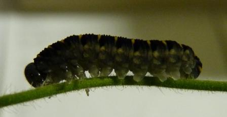 larva di tenthredinidae